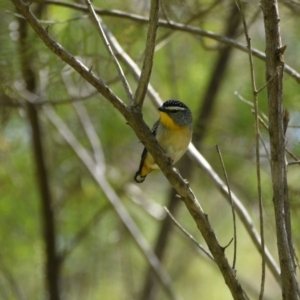 Pardalotus punctatus at Acton, ACT - 29 Sep 2020