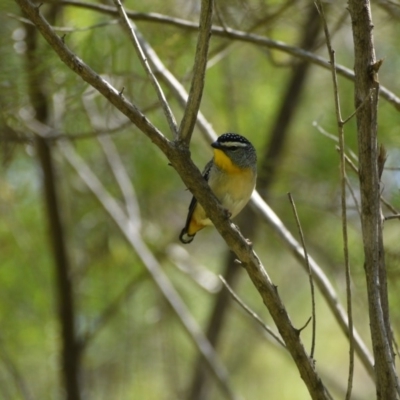 Pardalotus punctatus (Spotted Pardalote) at ANBG - 29 Sep 2020 by ClubFED