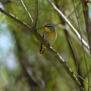 Pardalotus punctatus at Acton, ACT - 29 Sep 2020