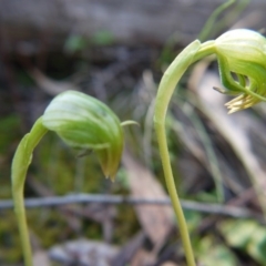 Pterostylis nutans (Nodding Greenhood) at Point 5812 - 29 Sep 2020 by ClubFED