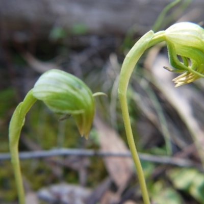Pterostylis nutans (Nodding Greenhood) at Acton, ACT - 29 Sep 2020 by ClubFED