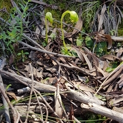 Pterostylis nutans at Point 5812 - suppressed