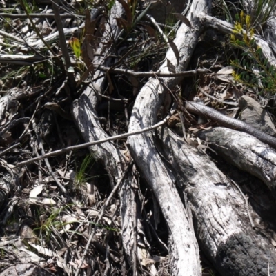 Pseudonaja textilis (Eastern Brown Snake) at Black Mountain - 29 Sep 2020 by ClubFED