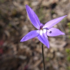 Glossodia major (Wax Lip Orchid) at Black Mountain - 29 Sep 2020 by ClubFED
