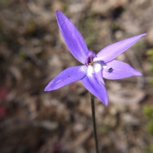 Glossodia major at Acton, ACT - suppressed