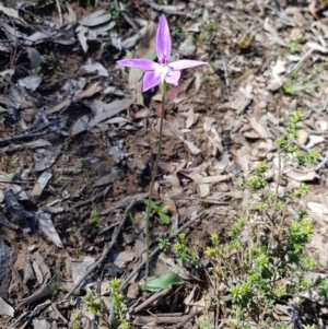 Glossodia major at Acton, ACT - suppressed