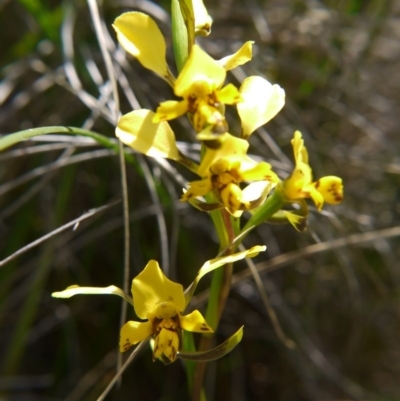 Diuris nigromontana (Black Mountain Leopard Orchid) at Black Mountain - 29 Sep 2020 by ClubFED