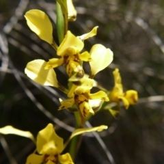 Diuris nigromontana at Acton, ACT - suppressed