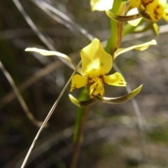 Diuris nigromontana at Acton, ACT - suppressed