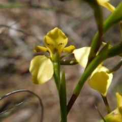 Diuris nigromontana at Acton, ACT - suppressed