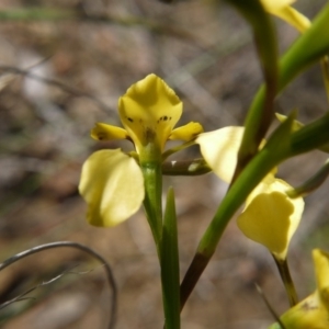 Diuris nigromontana at Acton, ACT - 29 Sep 2020