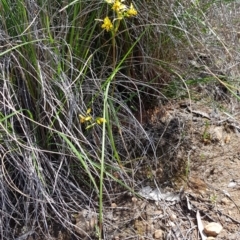 Diuris nigromontana at Acton, ACT - suppressed