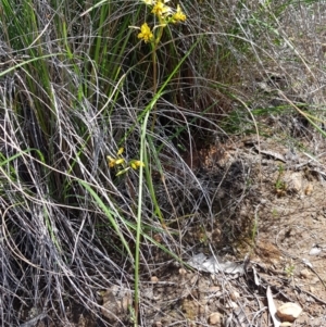 Diuris nigromontana at Acton, ACT - 29 Sep 2020