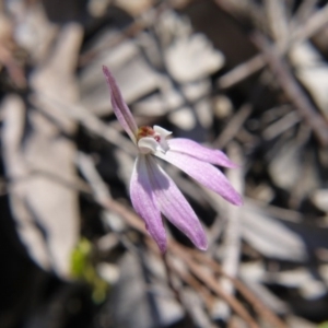 Caladenia fuscata at Acton, ACT - suppressed