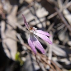 Caladenia fuscata (Dusky Fingers) at Acton, ACT - 29 Sep 2020 by ClubFED