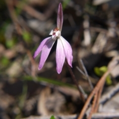 Caladenia fuscata at Acton, ACT - suppressed