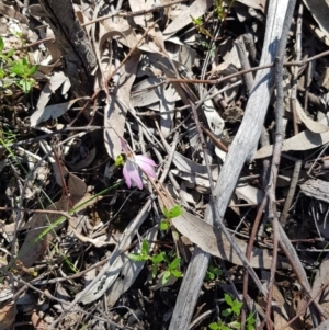 Caladenia fuscata at Acton, ACT - suppressed