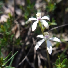 Caladenia ustulata (Brown Caps) at Downer, ACT - 29 Sep 2020 by ClubFED