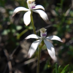 Caladenia ustulata at Downer, ACT - 29 Sep 2020