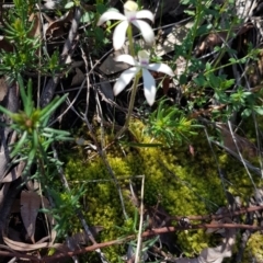 Caladenia ustulata at Downer, ACT - 29 Sep 2020