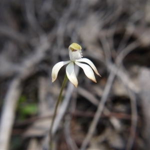 Caladenia ustulata at Point 38 - suppressed