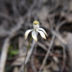 Caladenia ustulata (Brown Caps) at Acton, ACT - 29 Sep 2020 by ClubFED