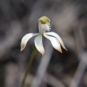 Caladenia ustulata at Undefined Area - suppressed