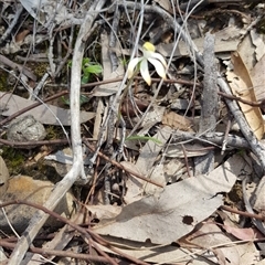 Caladenia ustulata at Undefined Area - suppressed