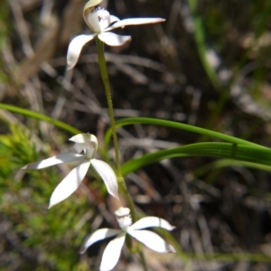 Caladenia ustulata at Acton, ACT - suppressed