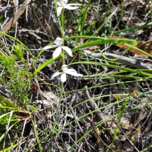 Caladenia ustulata at Acton, ACT - suppressed