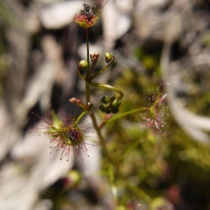 Drosera sp. at Acton, ACT - 29 Sep 2020 11:47 AM