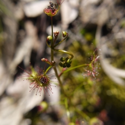 Drosera sp. (A Sundew) at Black Mountain - 29 Sep 2020 by ClubFED