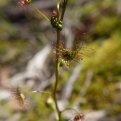 Drosera sp. at Acton, ACT - 29 Sep 2020