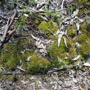 Drosera sp. at Acton, ACT - 29 Sep 2020