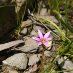 Romulea rosea var. australis (Onion Grass) at Black Mountain - 29 Sep 2020 by ClubFED