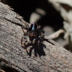 Maratus chrysomelas (Variable Peacock Spider) at Kuringa Woodlands - 29 Sep 2020 by Laserchemisty