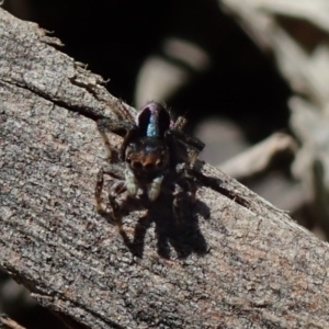 Maratus chrysomelas at Fraser, ACT - 29 Sep 2020 01:03 PM