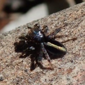 Maratus chrysomelas at Fraser, ACT - 29 Sep 2020