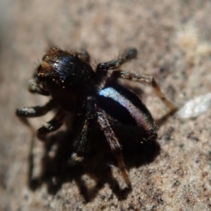 Maratus chrysomelas at Fraser, ACT - 29 Sep 2020 01:03 PM