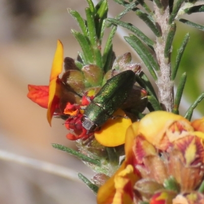 Melobasis propinqua (Propinqua jewel beetle) at Tuggeranong Hill - 29 Sep 2020 by Owen