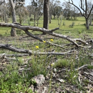 Leptorhynchos elongatus at Googong, NSW - suppressed