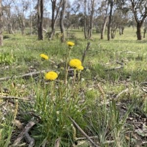 Leptorhynchos elongatus at Googong, NSW - suppressed