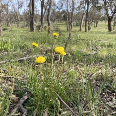 Leptorhynchos elongatus (Lanky Buttons) at Googong, NSW - 29 Sep 2020 by Wandiyali