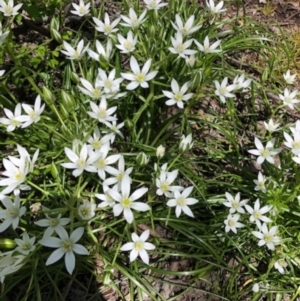 Ornithogalum umbellatum at Yarralumla, ACT - 29 Sep 2020