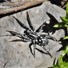 Nyssus albopunctatus (White-spotted swift spider) at Namadgi National Park - 29 Sep 2020 by JohnBundock
