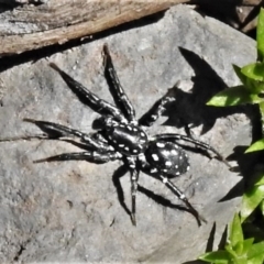 Nyssus albopunctatus (White-spotted swift spider) at Booth, ACT - 29 Sep 2020 by JohnBundock