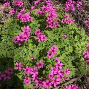 Oxalis articulata at Yarralumla, ACT - 29 Sep 2020