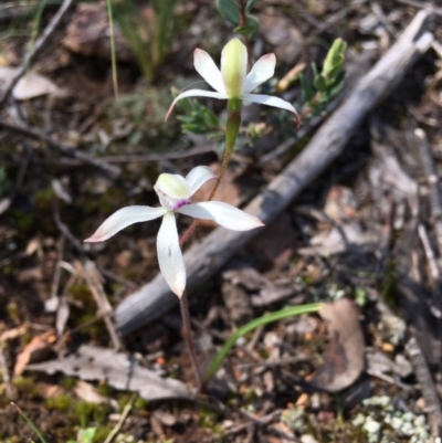 Caladenia ustulata (Brown Caps) at Bruce, ACT - 29 Sep 2020 by Wen