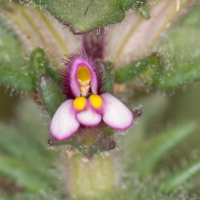 Parentucellia latifolia (Red Bartsia) at Mount Mugga Mugga - 27 Sep 2020 by rawshorty