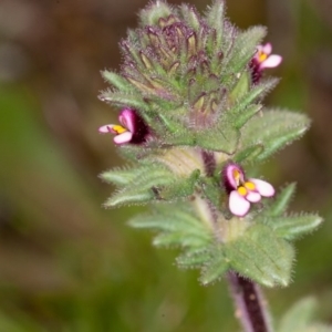 Parentucellia latifolia at Red Hill, ACT - 27 Sep 2020 01:44 PM